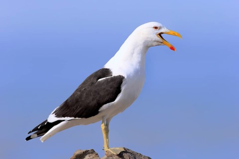 Kelp Gull
