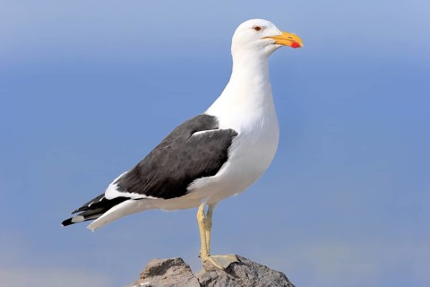 Kelp Gull