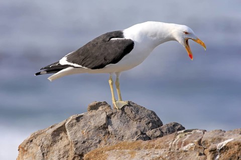 Kelp Gull
