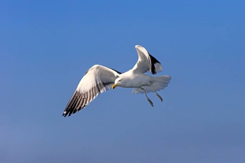Kelp Gull