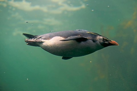 Southern rockhopper penguin