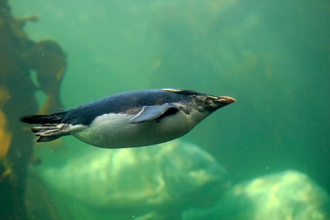 Southern rockhopper penguin