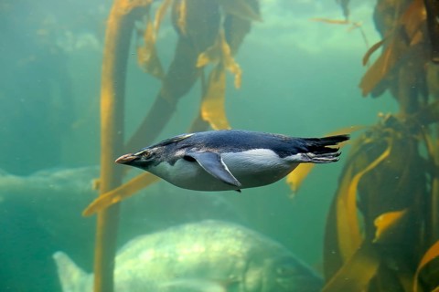 Southern rockhopper penguin