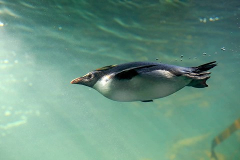 Southern rockhopper penguin