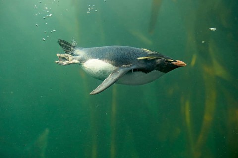 Southern rockhopper penguin