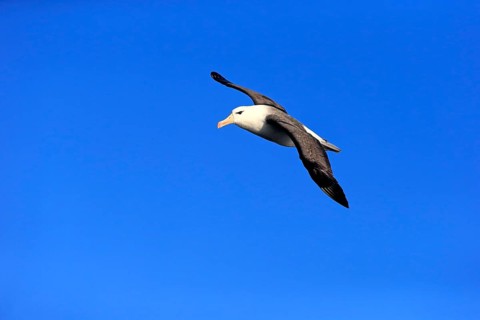 Black-browed albatross