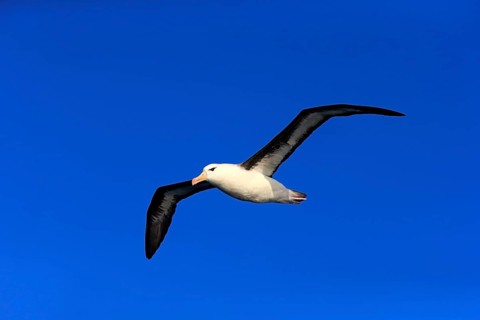 Black-browed albatross
