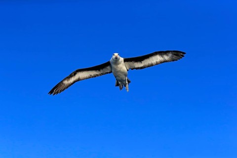 Black-browed albatross