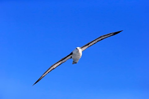 Black-Browed Albatross
