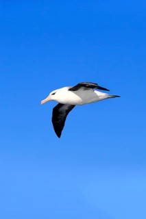 Black-Browed Albatross