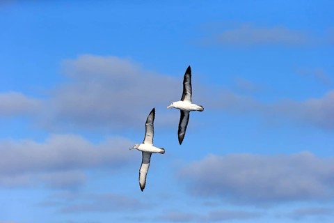 Black-Browed Albatross
