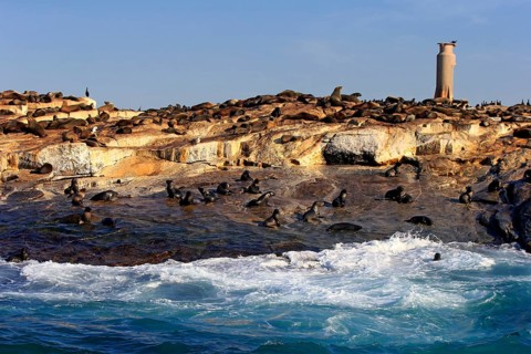Cape fur seal