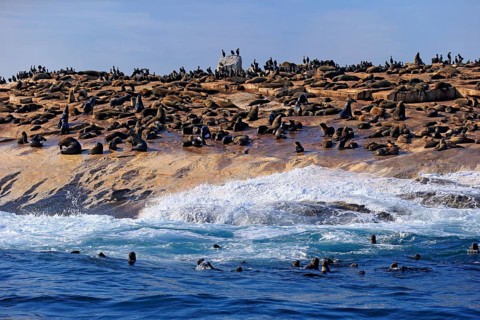 Cape fur seal