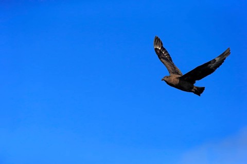 Subantarctic Skua