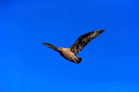 Subantarctic Skua