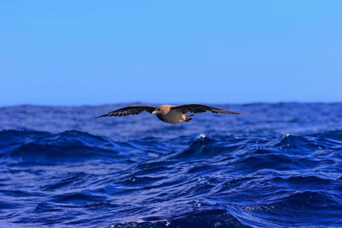 Subantarctic Skua