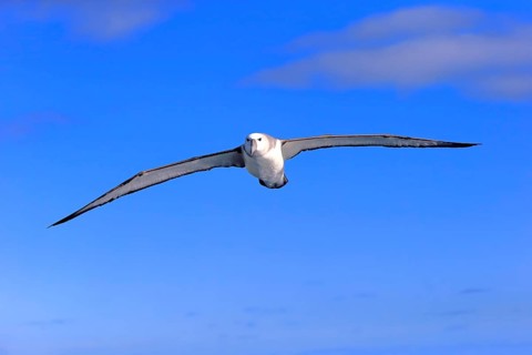 Shy Albatross