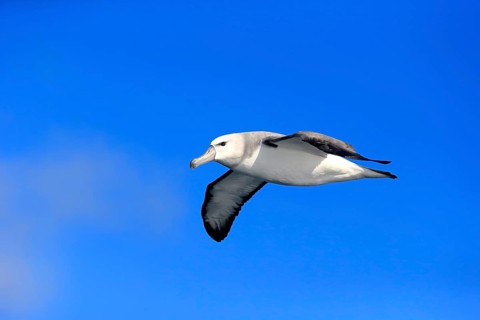 Shy Albatross