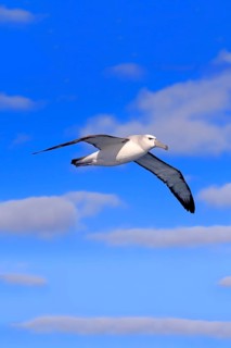 Shy albatross