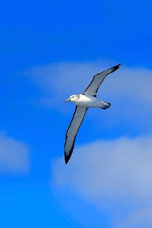 Shy albatross