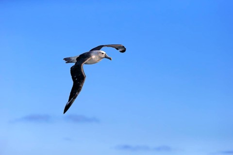 Shy albatross