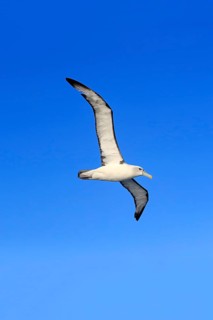 Shy albatross