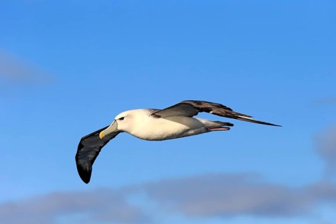 Shy albatross