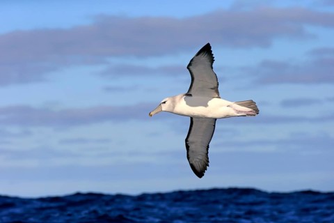 Shy albatross