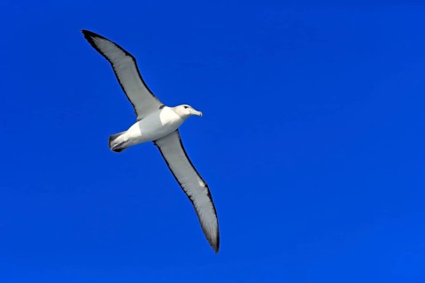 Shy Albatross