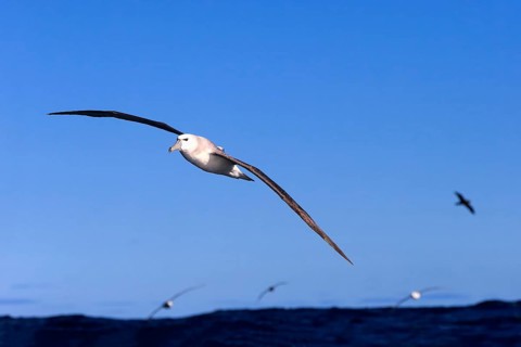 Shy Albatross