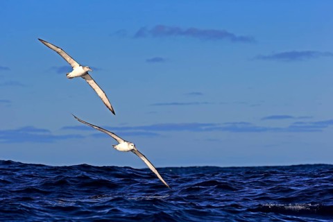 Shy Albatross
