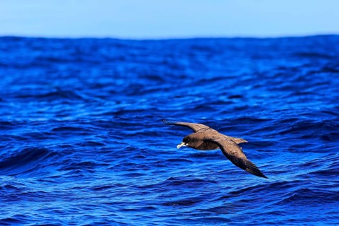 White-chinned petrel