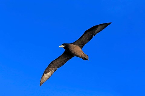 White-chinned petrel