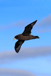 White-chinned petrel