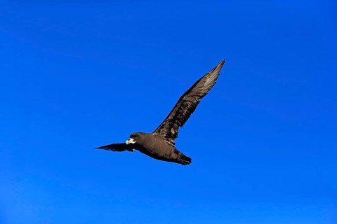 White-chinned petrel