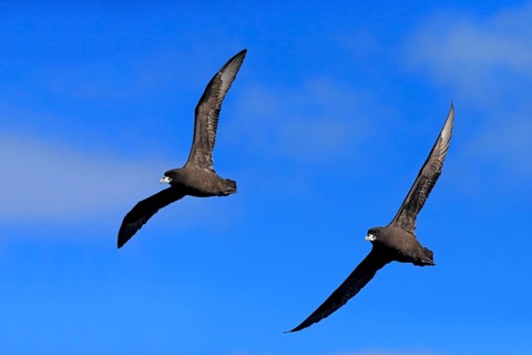White-chinned petrel