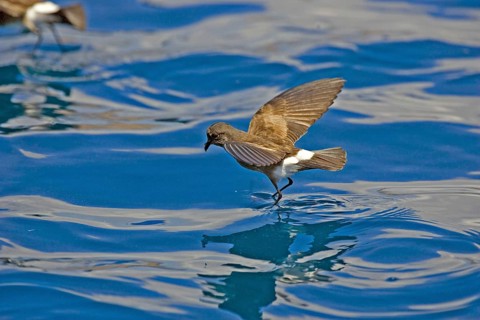 Elliot's Storm Petrel