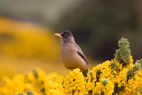 Falkland Thrush