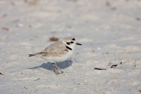 Kentish Plover