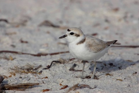 Kentish Plover