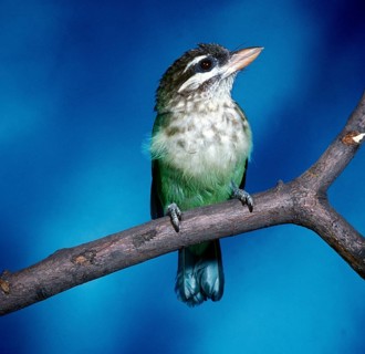 Green Barbet