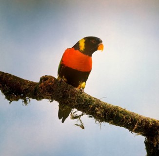 Djampea lorikeet