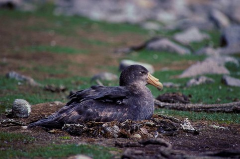 Southern Giant Petrel
