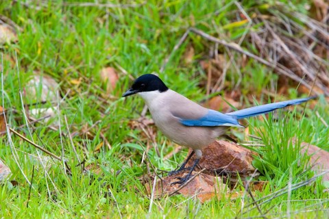 Azure-winged magpies