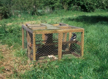 Magpie