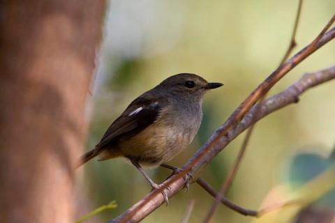 Madagascar Magpie Robin
