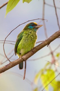 Golden-fronted Barbet