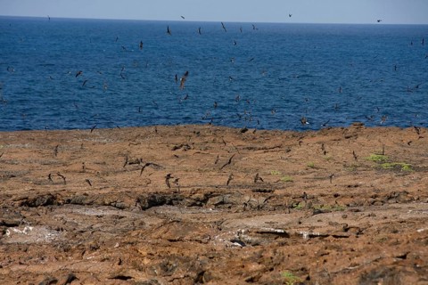 Galapagos Storm Petrel