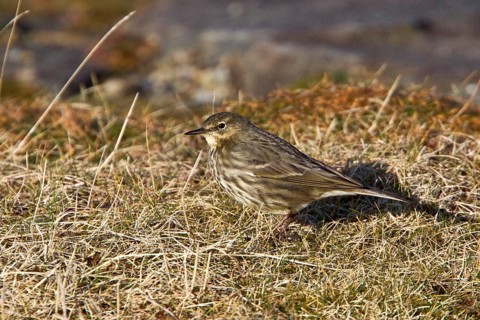 Beach Pipit