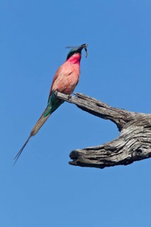 Southern carmine bee-eaters
